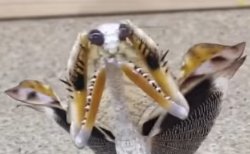 mantis no shit Meme Template