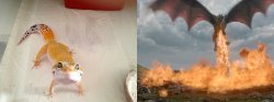 Cute Lizard vs Fire-breathing Dragon Meme Template