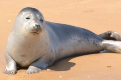 seal Meme Template