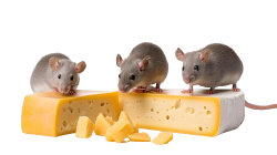rats Meme Template