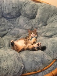 Lounging Kitty Meme Template