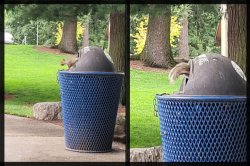 squirrel in trash Meme Template