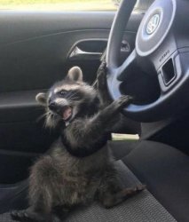 Raccoon driving car Meme Template