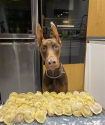 Doberman dumplings Meme Template