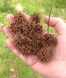 Sweetgum-balls Meme Template