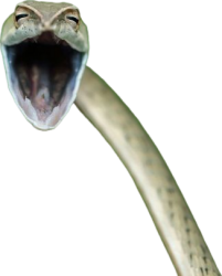 snake Meme Template