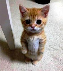 cute cat standing Meme Template