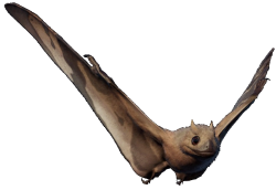 Jeholopterus 2 (JWE Design) Meme Template