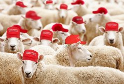 MAGAt Sheeple Trump poorly educated idiots Meme Template