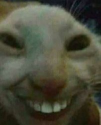 Cat smiling Meme Template