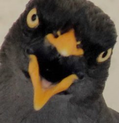 Javan Myna Meme Template