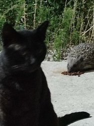 cat hedgehog Meme Template