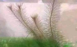 fern Meme Template