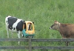 cow stuck in toy car Meme Template