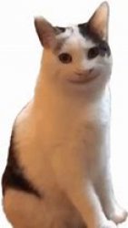 Smiling cat Meme Template
