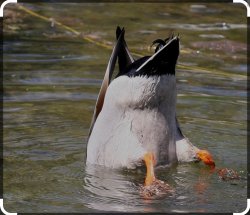 Duckbutt Meme Template