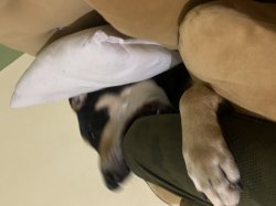 Funny dog Meme Template