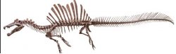 Spinosaures skeleton Meme Template