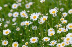 Daisies Meme Template