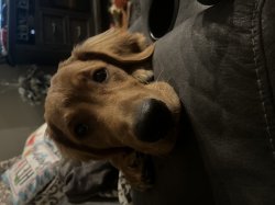 toby cutee Meme Template