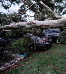 Tree Smashed Cars on Lawn Meme Template