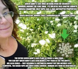 Queen Anne's lace Meme Template