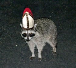 Pope Raccoon Meme Template