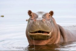 Murky Hippo Meme Template