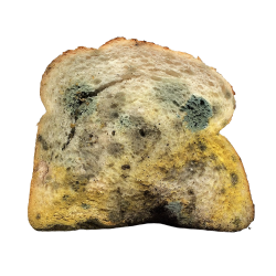 Moldy bread Meme Template