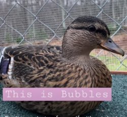 Bubbles the Duck Meme Template