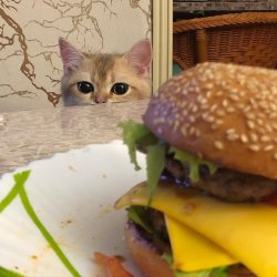cat wants cheeseburger Meme Template