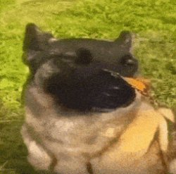 dog with butterfly Meme Template