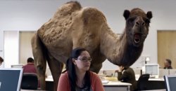 Hump Day Camel Meme Template