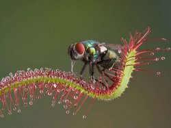 sundew Meme Template