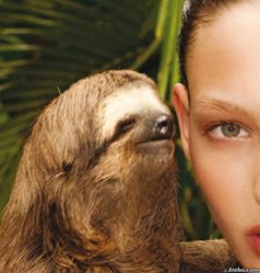 Rape sloth Meme Template