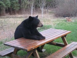 Black bear picnic table Meme Template