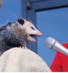 opossum announcement Meme Template