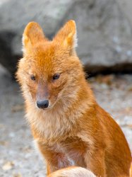 Dhole Meme Template