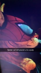 Spider cat is srtonk Meme Template