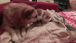 Is my brother adopted Meme Template