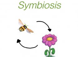 Symbiosis Meme Template