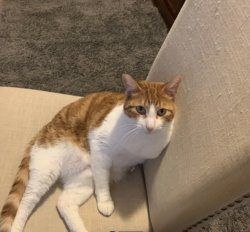 Fat orange cat in a chair Meme Template