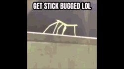 Stick Bug lol Meme Template