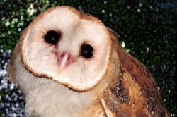 Ow ow owl Meme Template