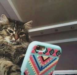 ANGRY CAT LOOKS AT PHONE Meme Template