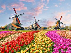 Tulips Meme Template