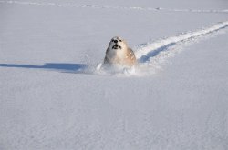 Dog running in a snow Meme Template