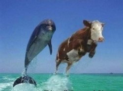 Dolphin and cow jumping Meme Template