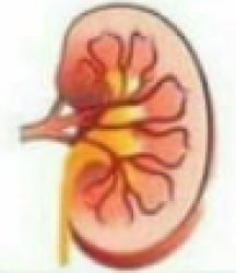 Kidney Meme Template