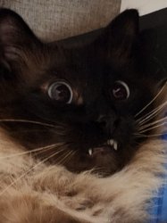 Cat shocked Meme Template